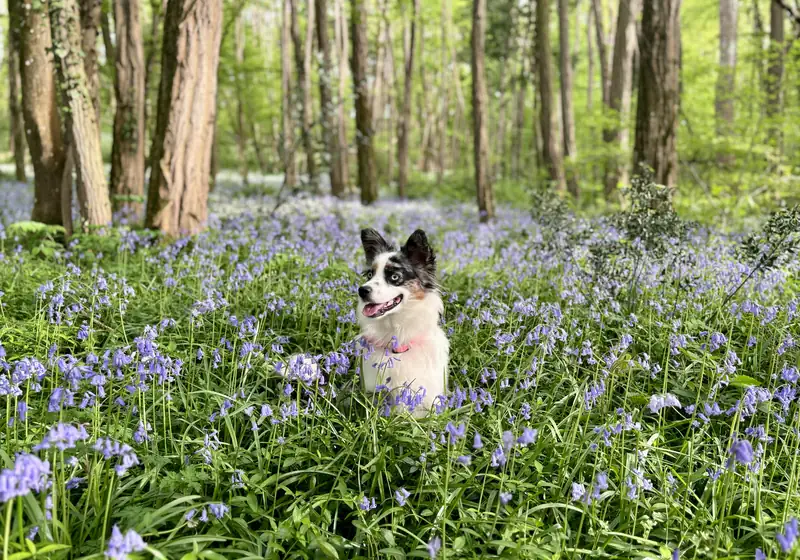Cão sentado num prado florido, ao ar livre