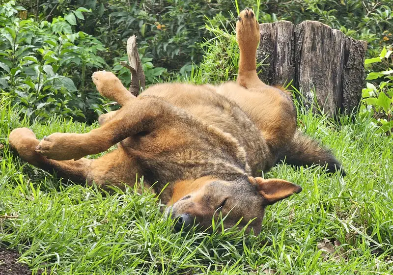 Cão deitado de costas na relva, descontraído