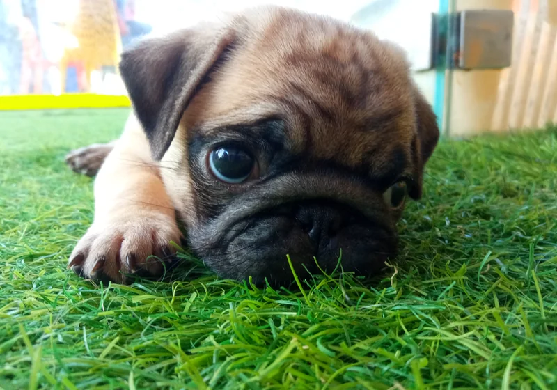 Cachorro deitado tranquilamente na relva